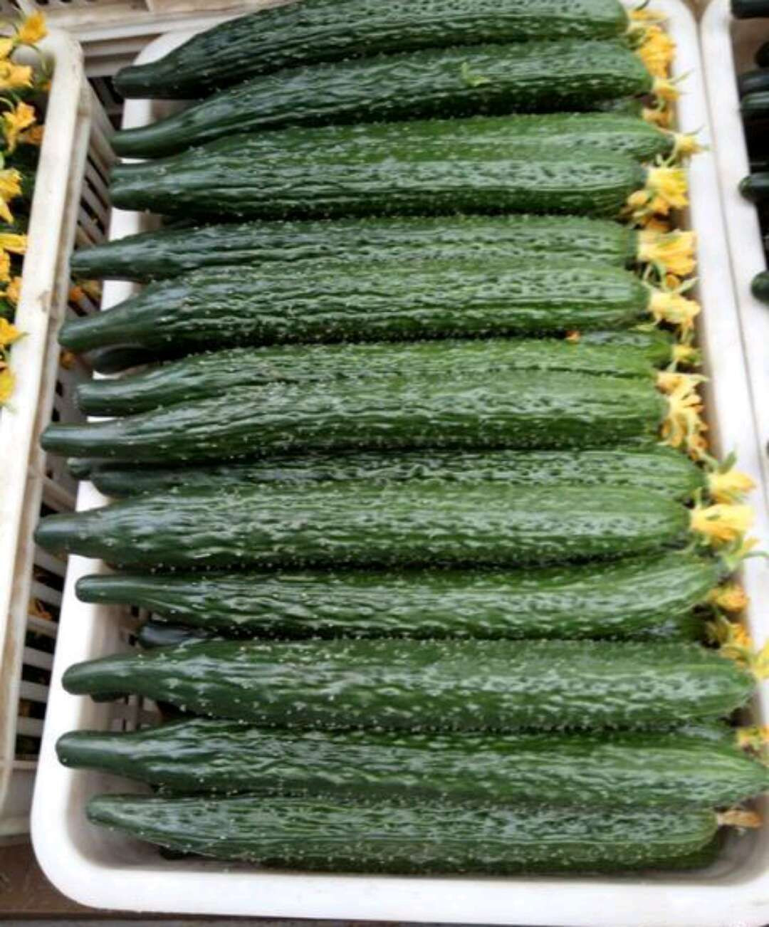 cucumber