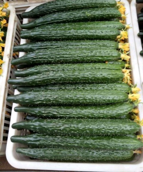 cucumber