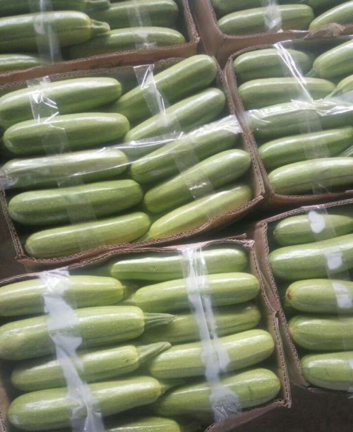 zucchini