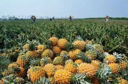 pineapple