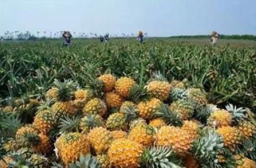 pineapple