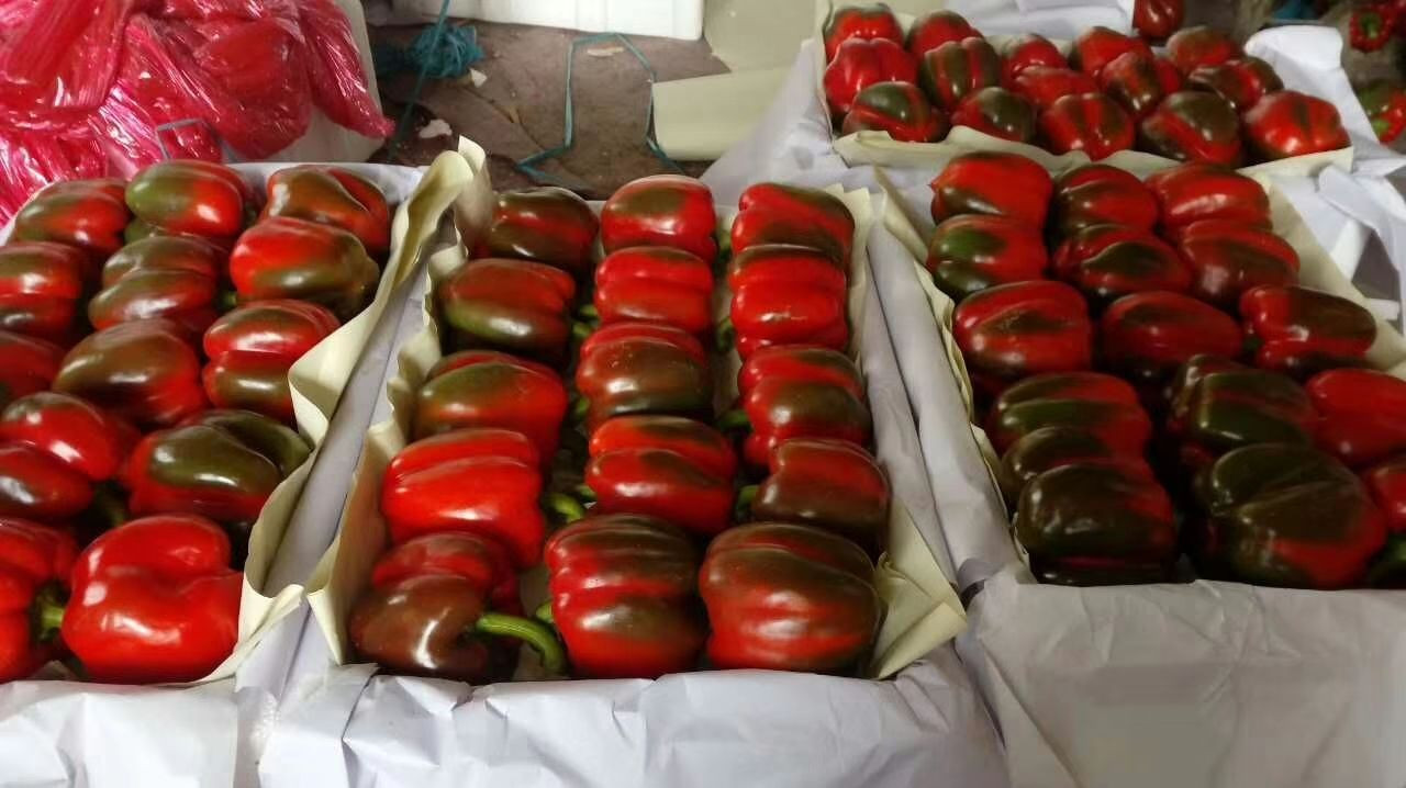 bell pepper