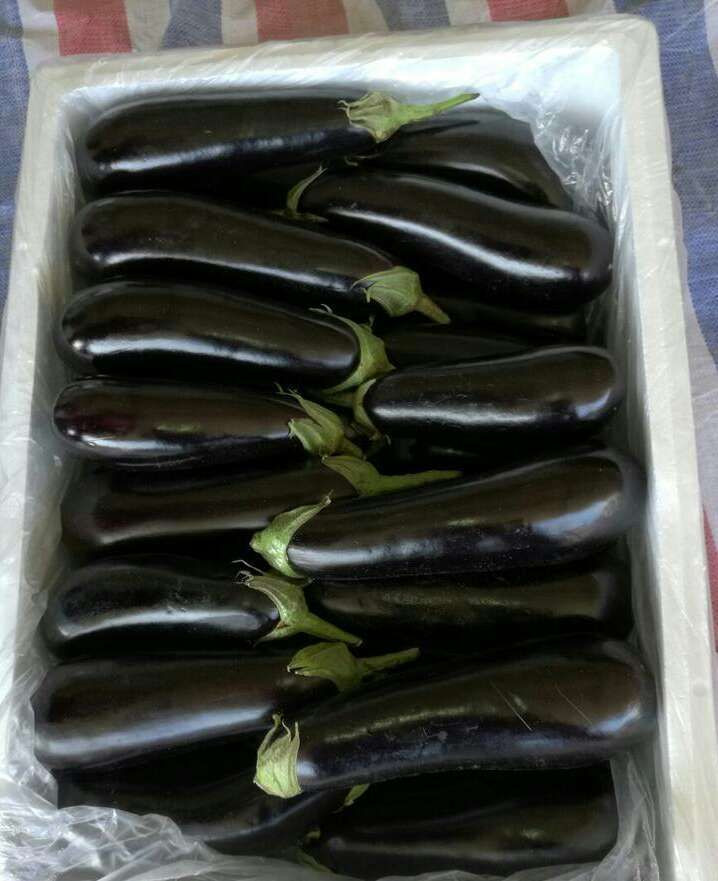 long eggplant