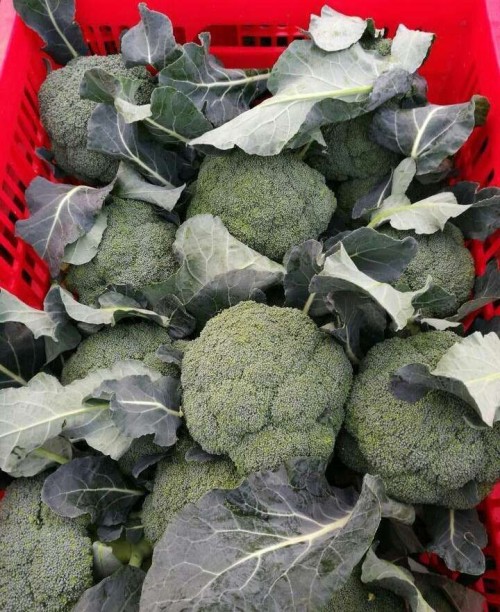 broccoli