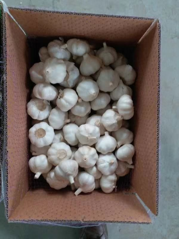 garlic