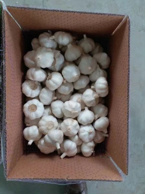 garlic