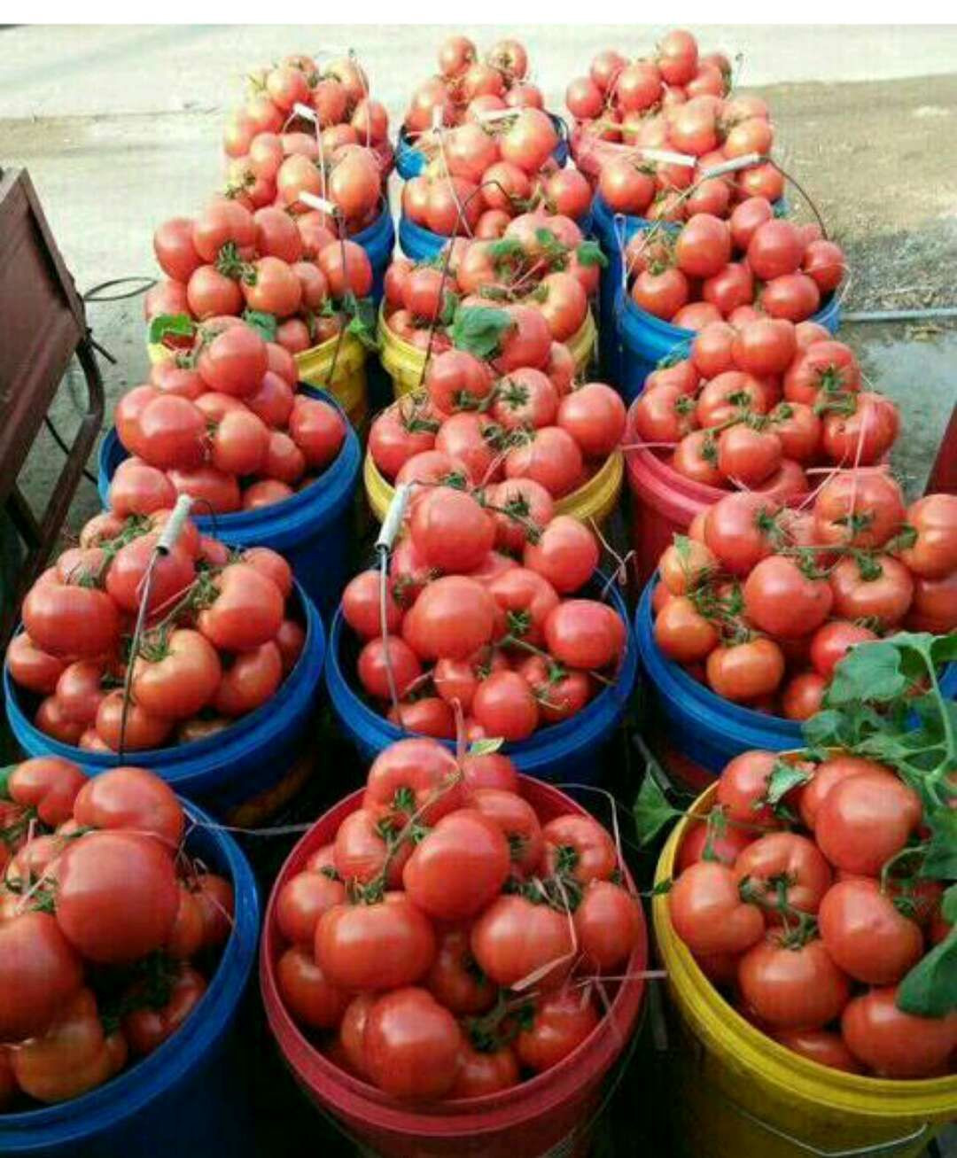 tomato