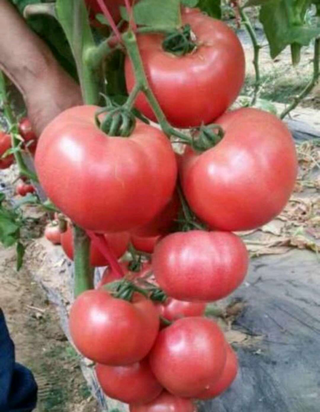 tomato