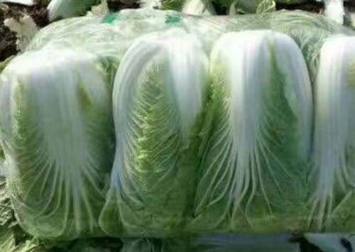 Chinese cabbage