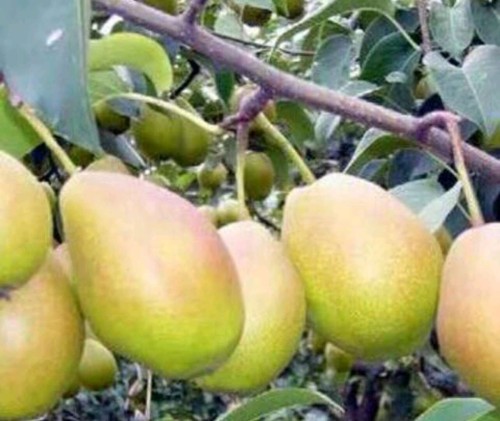 Red Fragrant Crispy Pear