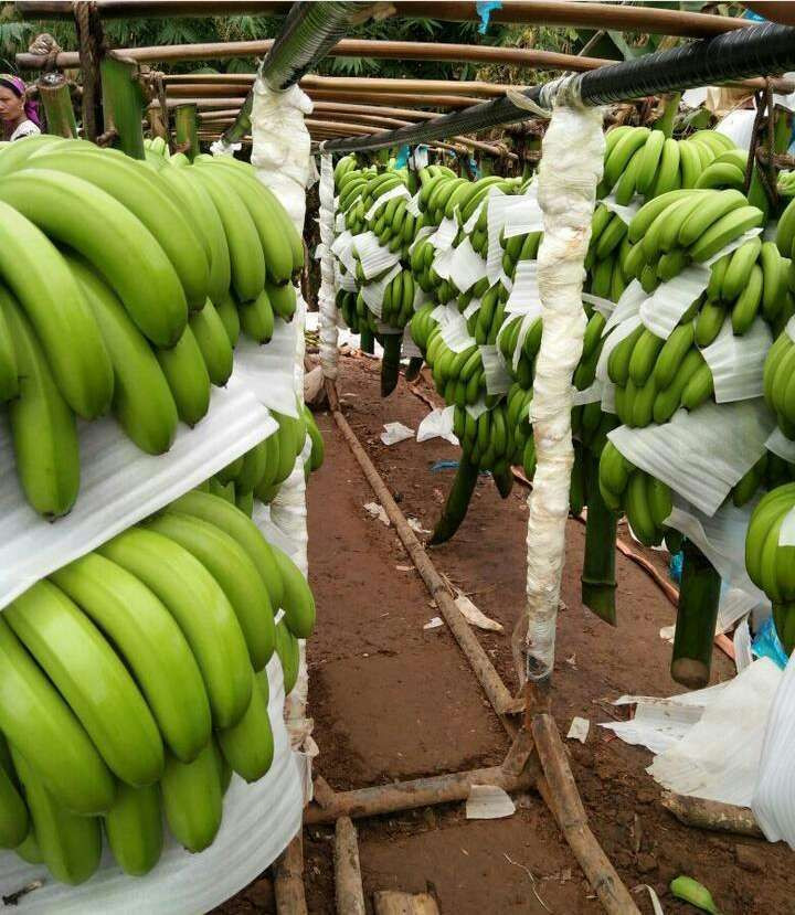 banana