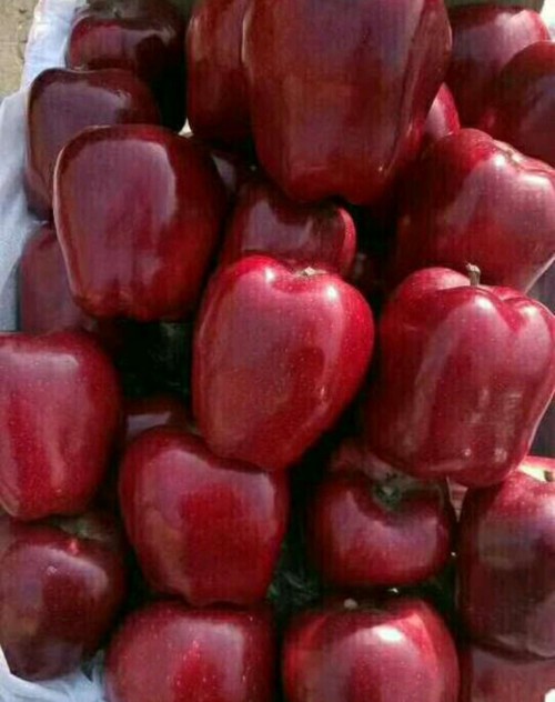 Flower Cow Apple
