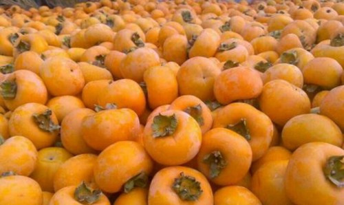 persimmon