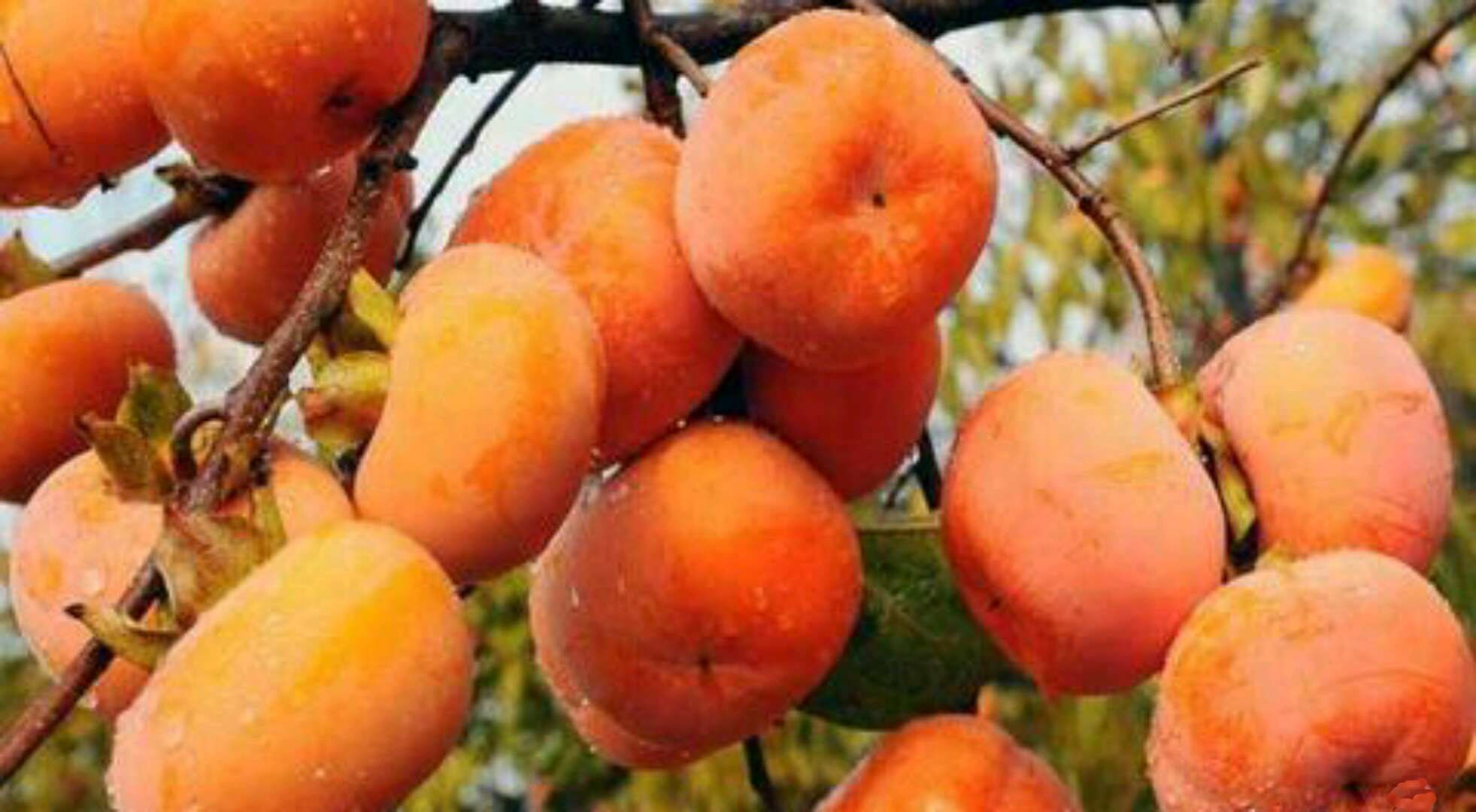 persimmon