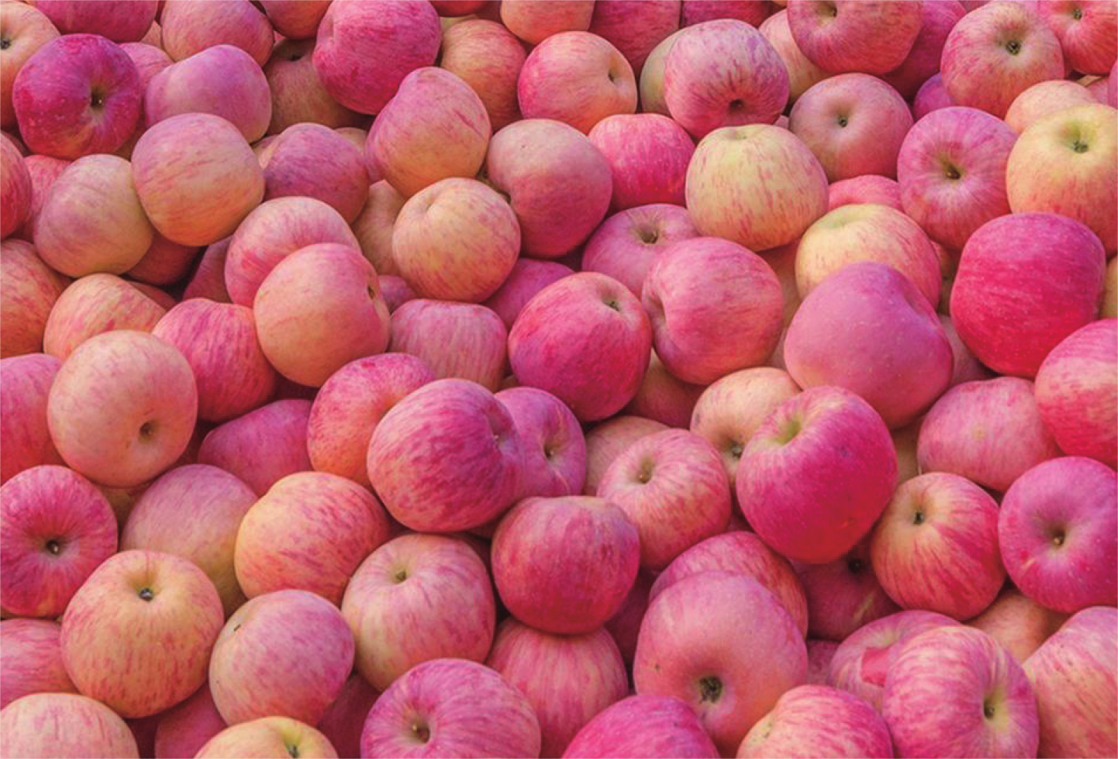 Red Fuji apple