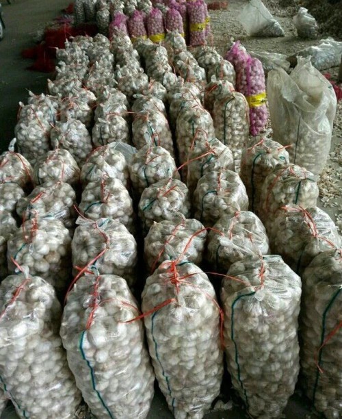 garlic