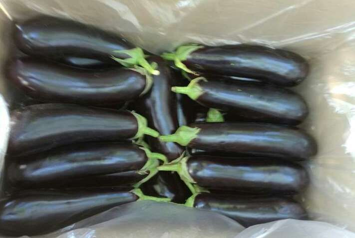 long eggplant