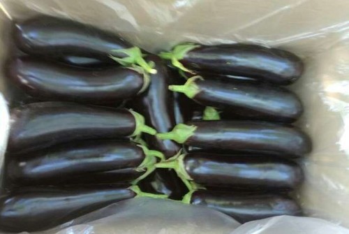 long eggplant
