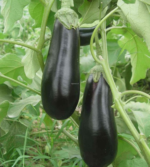 long eggplant
