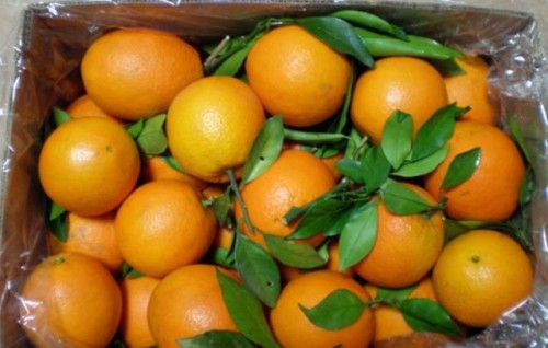 Fresh oranges