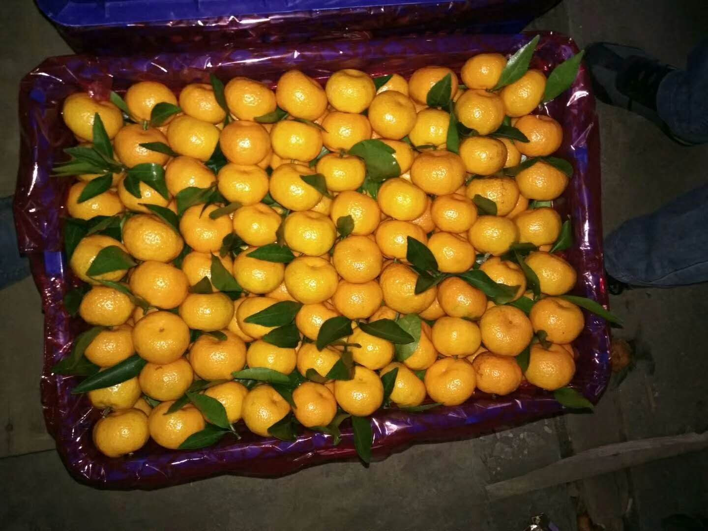 mandarin orange
