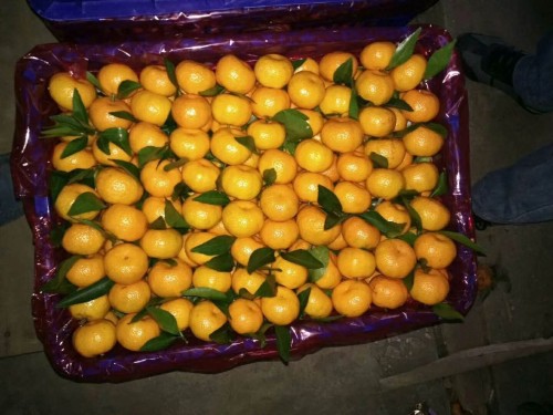 mandarin orange