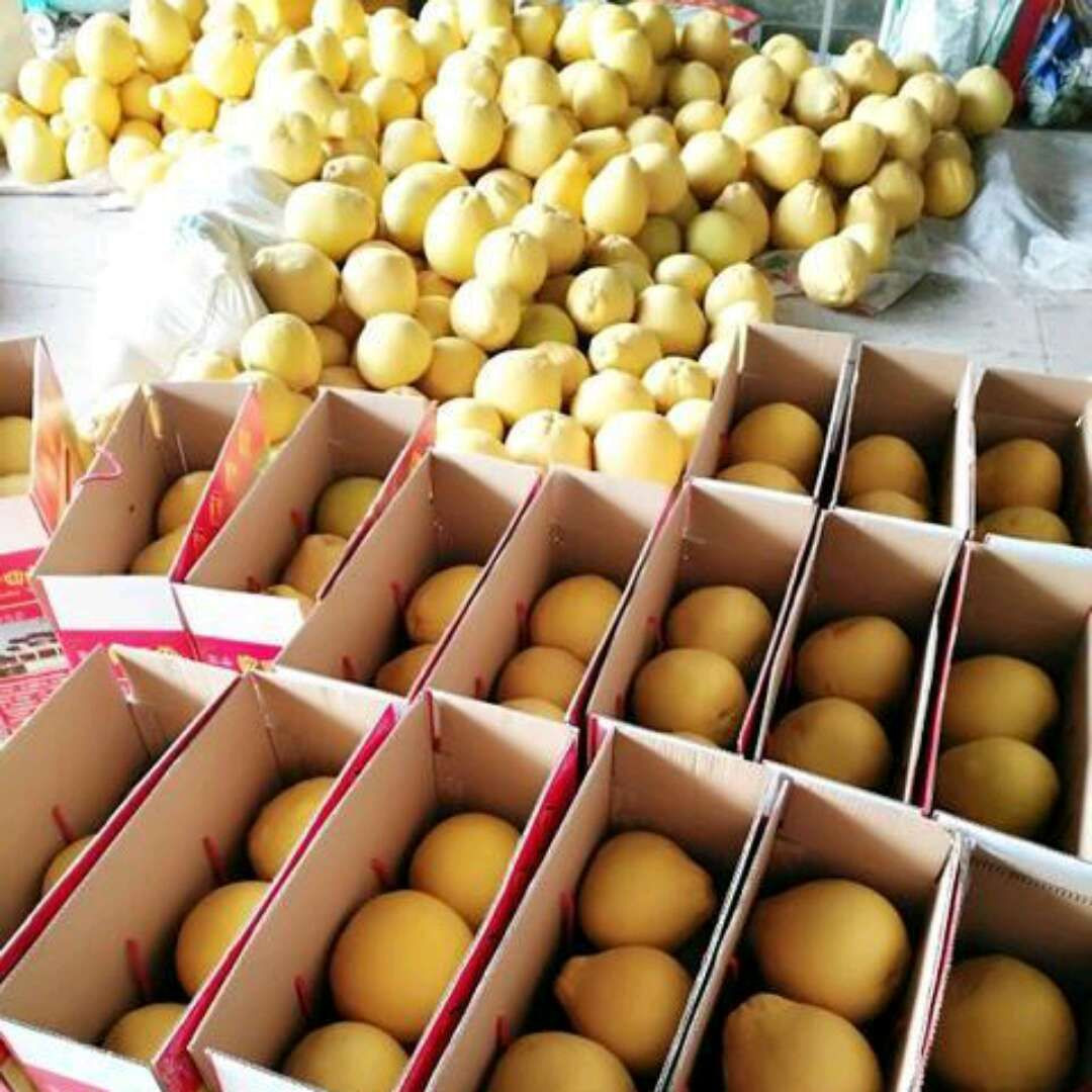 pomelo