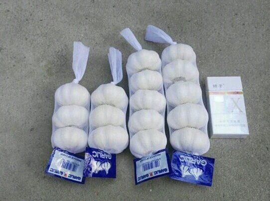garlic